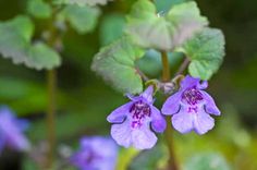 purple flowers with green leaves in the background