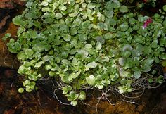 small green plants growing out of the ground