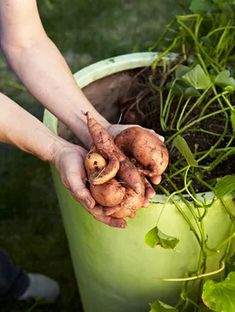 a person is holding up some vegetables in a green pot on the grass and dirt