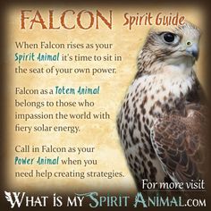 the falcon spirit guide with an eagle on it's back and words below that say, what is my spirit animal?