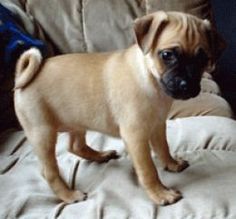 a small brown dog standing on top of a couch