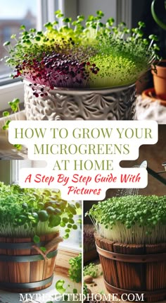 how to grow your microgreens at home