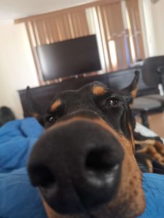 a close up of a dog's nose with a tv in the background