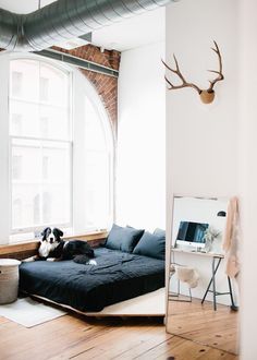 a black and white dog laying on top of a bed next to a large window