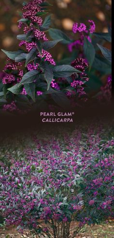 some purple flowers are growing in the dirt and trees with green leaves on them that say pearl glam calicara