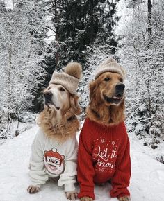 two dogs wearing sweaters and hats in the snow