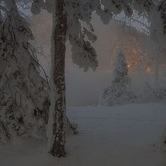 snow covered trees and bushes in the distance