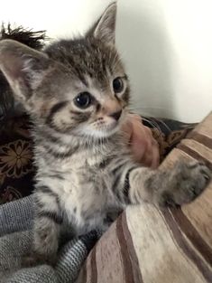 a small kitten sitting on top of a bed next to a person's hand