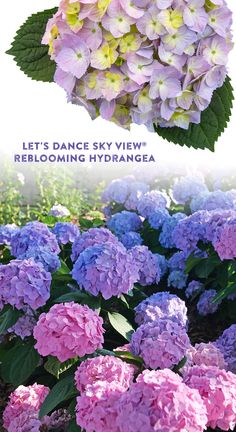 some pink and blue flowers with the words let's dance sky views re blooming hydrangea