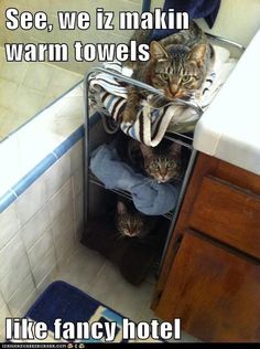 two cats sitting on top of towels in a bathroom under a sink with the caption see, we zz makin warm towels like fancy hotel