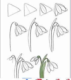 how to draw daffodil flowers step by step