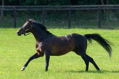 a brown horse running across a lush green field