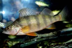 a large fish swimming in an aquarium with other small fish around it's perimeter