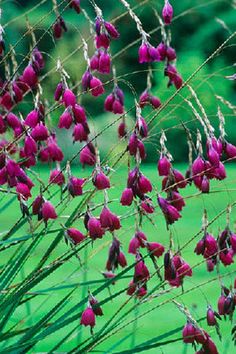 purple flowers are blooming in the grass