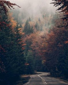 an empty road surrounded by trees in the middle of autumn with fog and low lying leaves