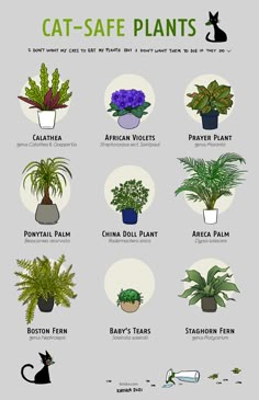 an image of cat safe plants