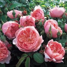 pink roses are blooming in the garden