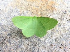 a small green butterfly sitting on the ground