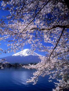 cherry blossoms are blooming on the branches of trees near water and snow capped mountain