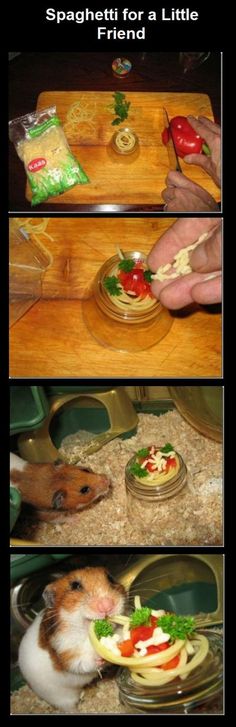 a hamster eating food out of a bowl