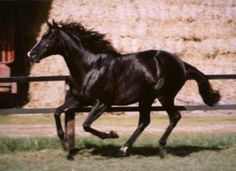 a black horse galloping in an enclosed area