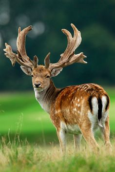 a deer with antlers standing in the grass