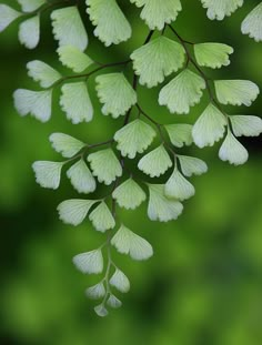 green leaves are hanging from a tree branch