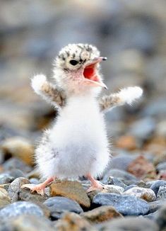 a small bird standing on top of a pile of rocks with its mouth open and tongue out