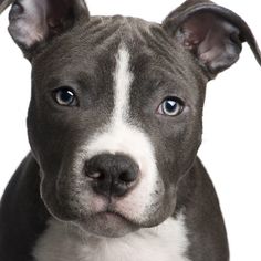 a brown and white pitbull puppy is looking at the camera with blue eyes