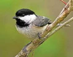 a small black and white bird perched on a tree branch