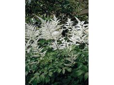 some white flowers and green leaves in front of a building