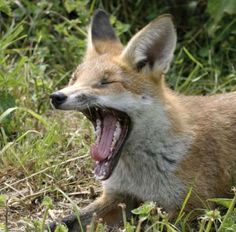 a fox yawning in the grass with its mouth open