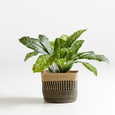 a potted plant sitting on top of a white table next to a black and brown basket