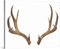 two deer antlers are shown against a white background