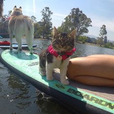 a cat standing on top of a surfboard in the water