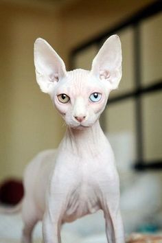 a hairless cat with blue eyes looking at the camera