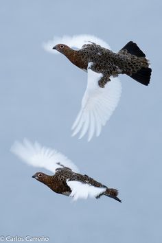 two birds are flying in the sky together