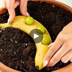 two hands are placing green olives on top of a banana shaped plant in a pot