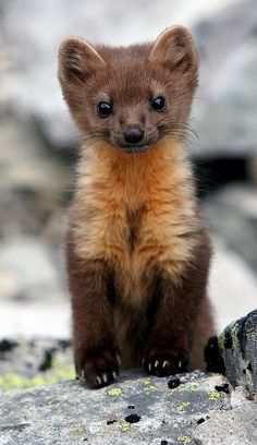 a baby pine marton sitting on top of a rock