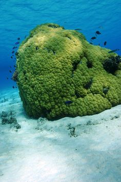 a large green coral on the ocean floor