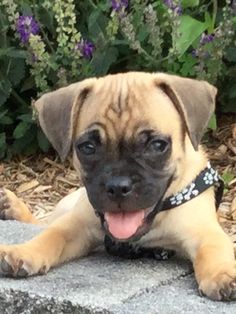 a small brown dog laying on top of a cement slab next to purple and white flowers