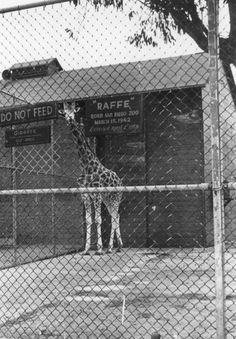 a black and white photo of a giraffe behind a chain link fence in front of a building