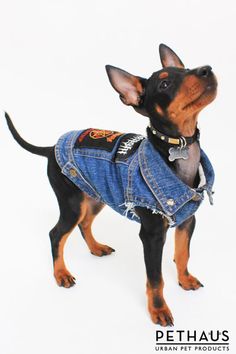 a black and brown dog wearing a jean jacket