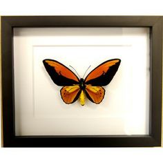 Croesus lydius Birdwing butterfly.  Also known as Wallace's Golden Birdwing.  Gorgeous orange, yellow, and black coloration.  $150.00