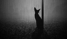 a cat standing next to a street light in the dark with rain coming down on it