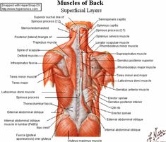 the muscles are labeled in this diagram