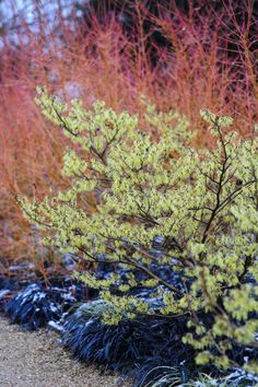 some very pretty plants by the side of the road with snow on them and red bushes in the background