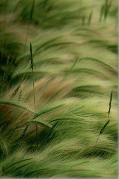 the grass is blowing in the wind