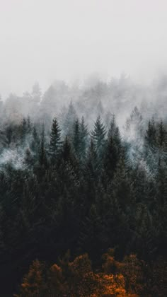 a forest filled with lots of trees covered in fog