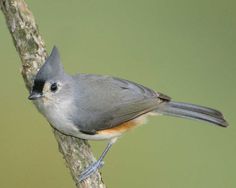 a small bird perched on top of a tree branch